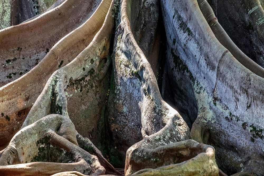 Moreton Bay Fig tree-Kauai-Hawaii-USA